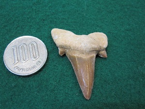 Shark  Tooth